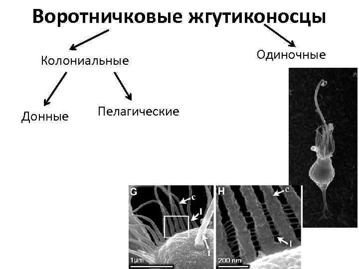 Воротничковые жгутиконосцы Колониальные Донные Пелагические Одиночные 