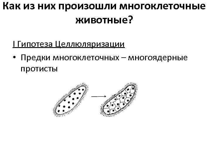 Как из них произошли многоклеточные животные? I Гипотеза Целлюляризации • Предки многоклеточных – многоядерные