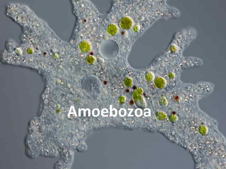 Amoebozoa 