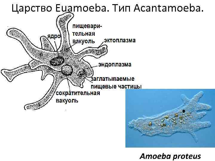 Царство Euamoeba. Тип Acantamoeba. 