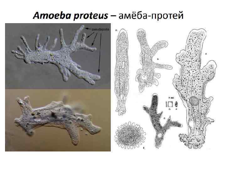 Амеба протей. Амеба Amoebozoa. Амеба веррукоза. Движение амебы Протей.