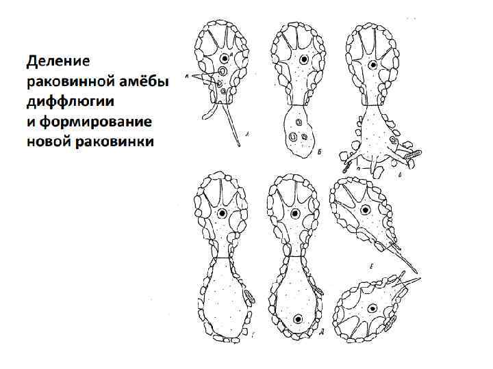 Раковинная амеба рисунок