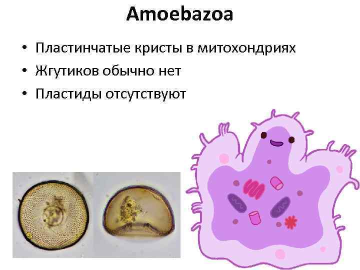 Amoebazoa • Пластинчатые кристы в митохондриях • Жгутиков обычно нет • Пластиды отсутствуют 