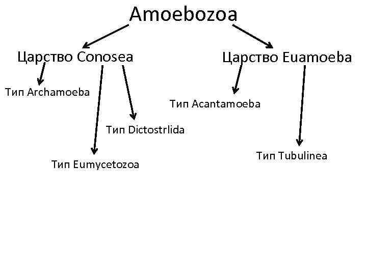 Amoebozoa Царство Conosea Тип Archamoeba Царство Euamoeba Тип Acantamoeba Тип Dictostrlida Тип Eumycetozoa Тип