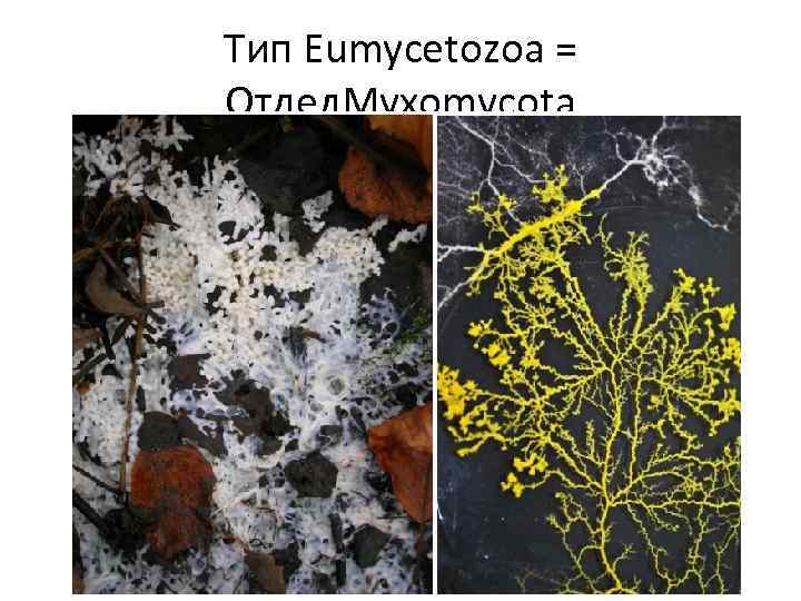 Тип Eumycetozoa = Отдел. Myxomycota 