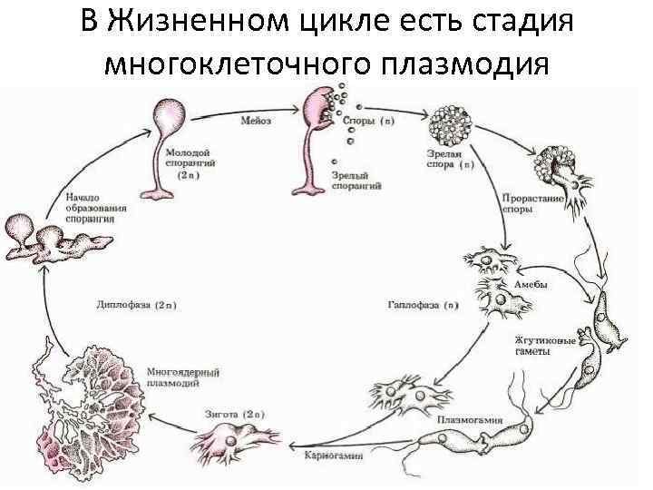 В Жизненном цикле есть стадия многоклеточного плазмодия 