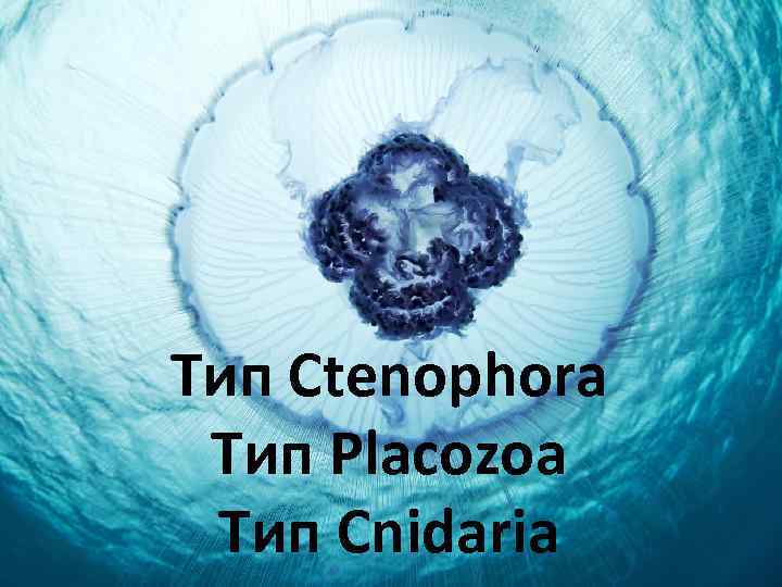Тип Ctenophora Тип Placozoa Тип Cnidaria 