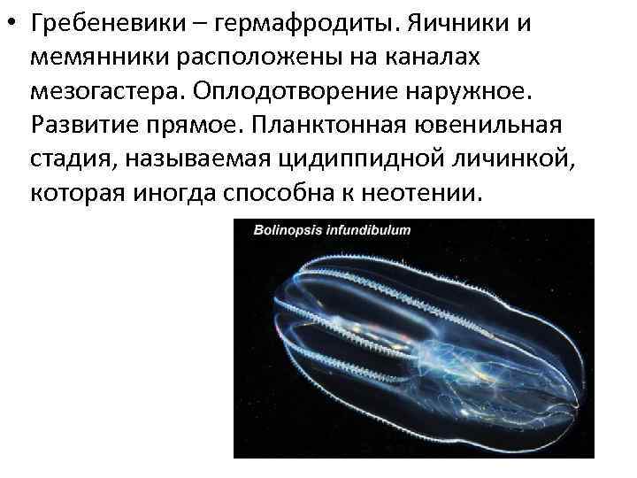 Среди моллюсков гермафродиты. Оплодотворение гермафродитов. Планктонная личинка. Цидиппидная личинка. Как происходит оплодотворение у гермафродитов.