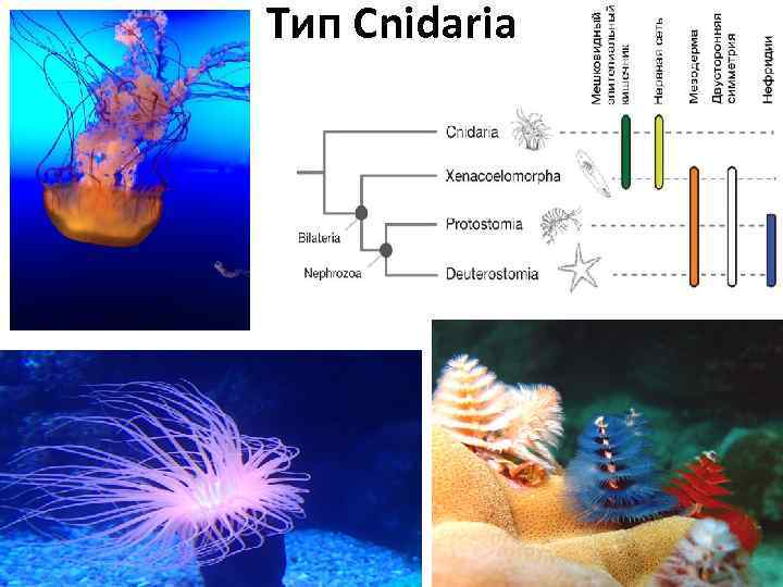 Тип Cnidaria 