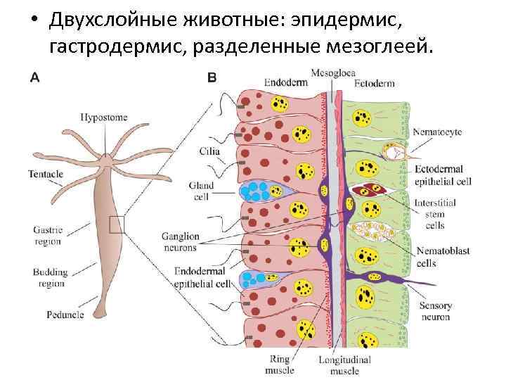  • Двухслойные животные: эпидермис, гастродермис, разделенные мезоглеей. 