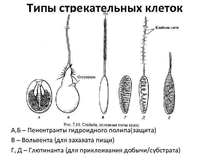 Типы стрекательных клеток А, Б – Пенентранты гидроидного полипа(защита) В – Вольвента (для захавата
