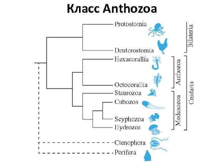 Класс Anthozoa 