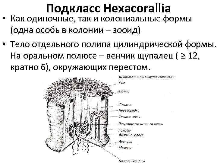Подкласс Hexacorallia • Как одиночные, так и колониальные формы (одна особь в колонии –