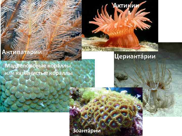 Актинии Антипатарии Церианта рии Мадрепо ровые кора ллы, или каменистые кораллы Зоанта рии 
