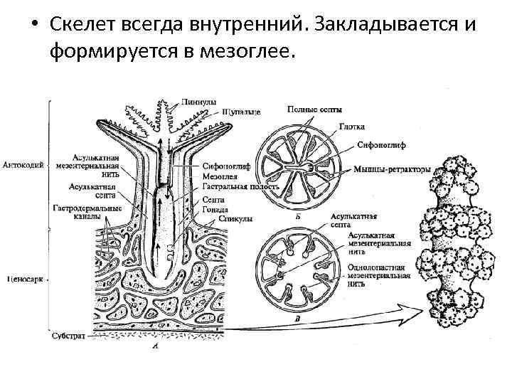  • Скелет всегда внутренний. Закладывается и формируется в мезоглее. 