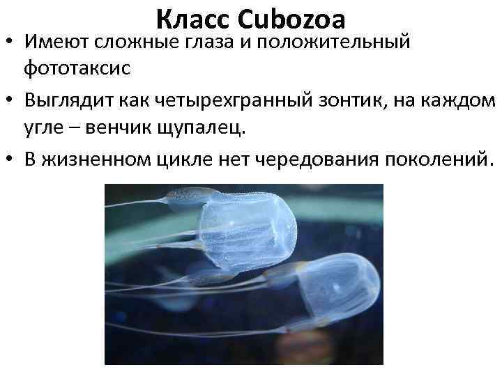 Класс Cubozoa • Имеют сложные глаза и положительный фототаксис • Выглядит как четырехгранный зонтик,