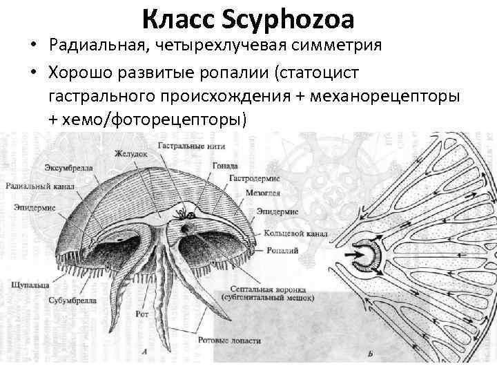 Класс Scyphozoa • Радиальная, четырехлучевая симметрия • Хорошо развитые ропалии (статоцист гастрального происхождения +