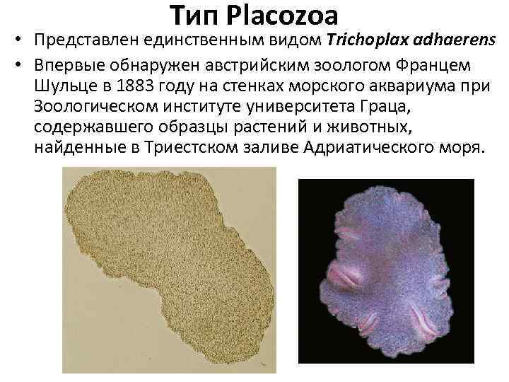 Тип Placozoa • Представлен единственным видом Trichoplax adhaerens • Впервые обнаружен австрийским зоологом Францем