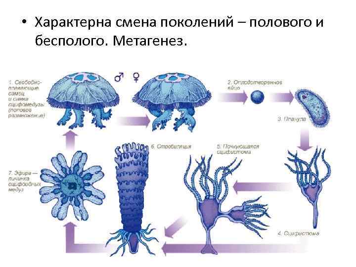  • Характерна смена поколений – полового и бесполого. Метагенез. 