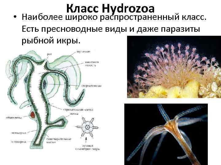 Класс Hydrozoa • Наиболее широко распространенный класс. Есть пресноводные виды и даже паразиты рыбной
