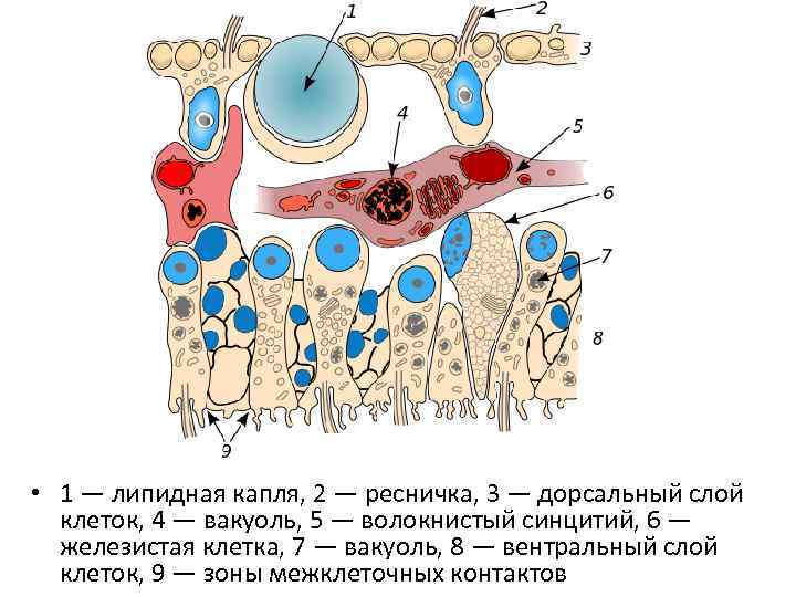  • 1 — липидная капля, 2 — ресничка, 3 — дорсальный слой клеток,