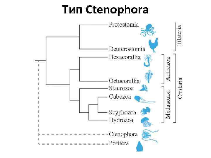 Тип Ctenophora 