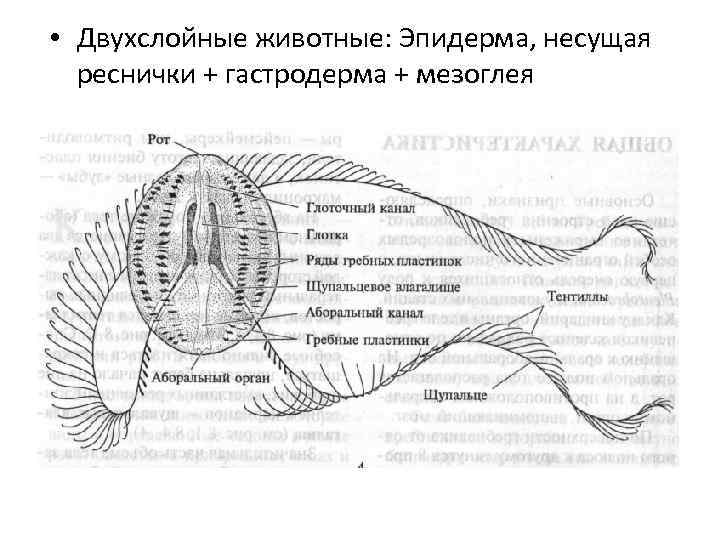  • Двухслойные животные: Эпидерма, несущая реснички + гастродерма + мезоглея 