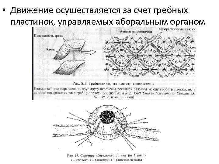  • Движение осуществляется за счет гребных пластинок, управляемых аборальным органом 