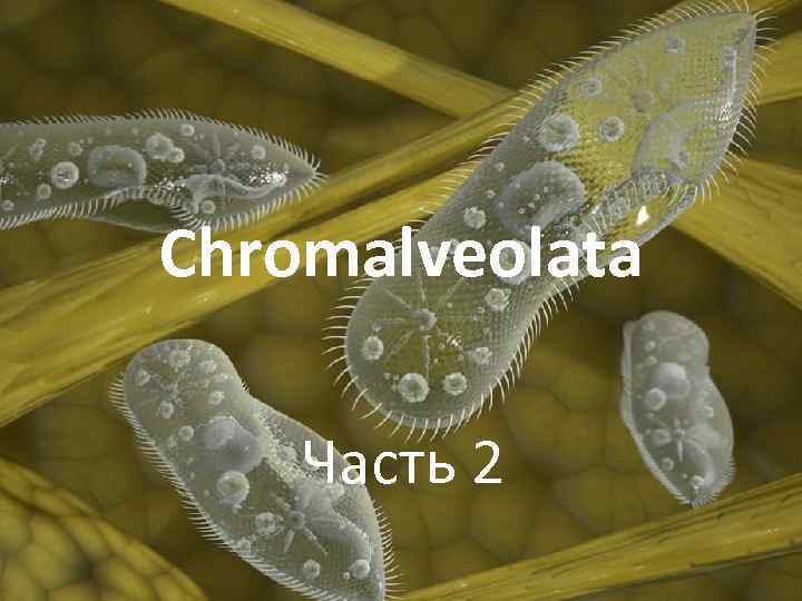 Chromalveolata Часть 2 