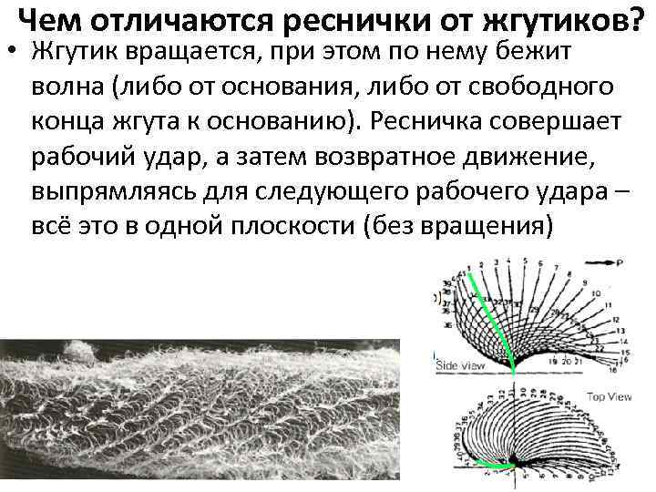 Чем отличаются реснички от жгутиков? • Жгутик вращается, при этом по нему бежит волна