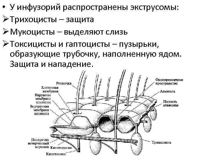  • У инфузорий распространены экструсомы: Ø Трихоцисты – защита Ø Мукоцисты – выделяют