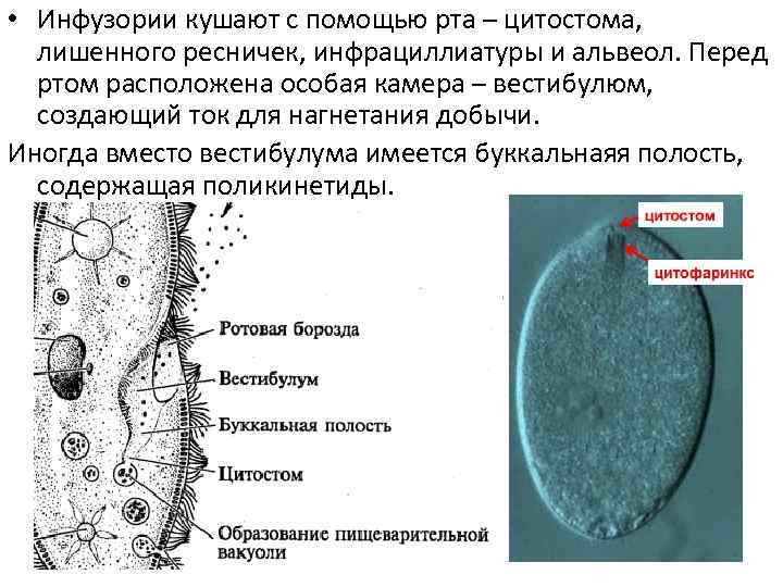  • Инфузории кушают с помощью рта – цитостома, лишенного ресничек, инфрациллиатуры и альвеол.