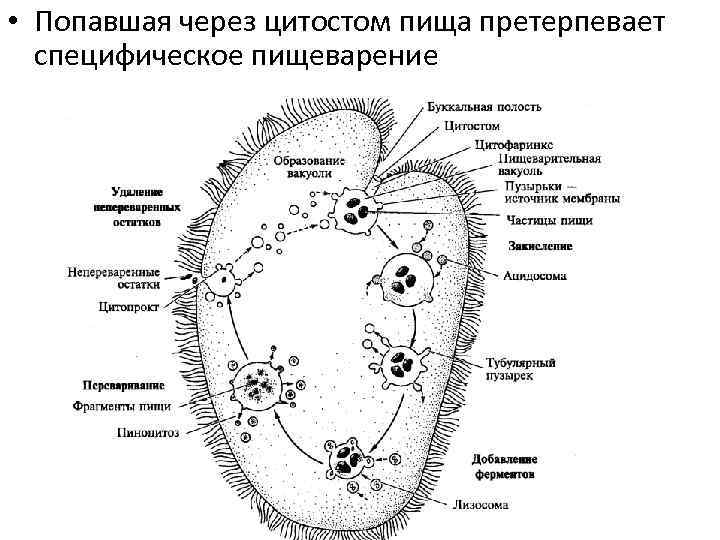  • Попавшая через цитостом пища претерпевает специфическое пищеварение 