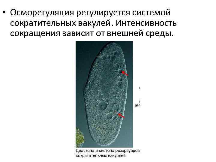  • Осморегуляция регулируется системой сократительных вакулей. Интенсивность сокращения зависит от внешней среды. 