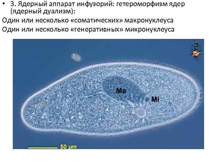  • 3. Ядерный аппарат инфузорий: гетероморфизм ядер (ядерный дуализм): Один или несколько «соматических»