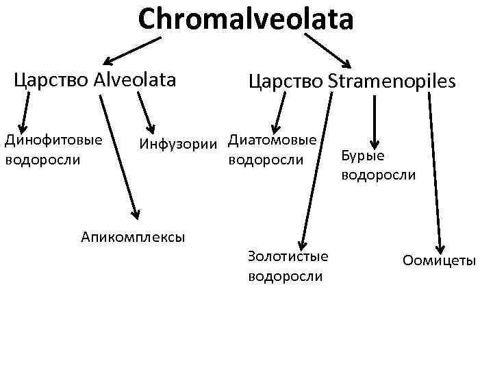 Chromalveolata Царство Alveolata Динофитовые водоросли Царство Stramenopiles Инфузории Диатомовые водоросли Апикомплексы Золотистые водоросли Бурые