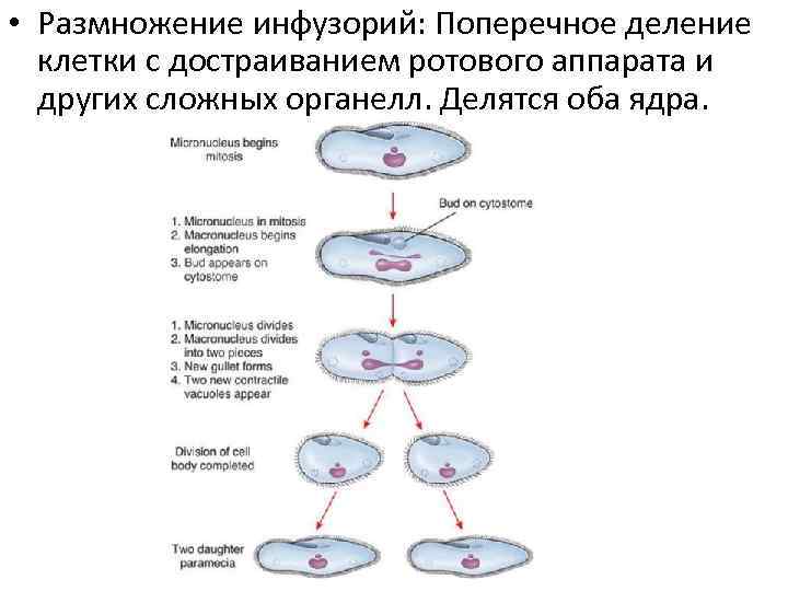  • Размножение инфузорий: Поперечное деление клетки с достраиванием ротового аппарата и других сложных