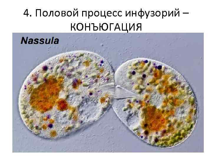 4. Половой процесс инфузорий – КОНЪЮГАЦИЯ 