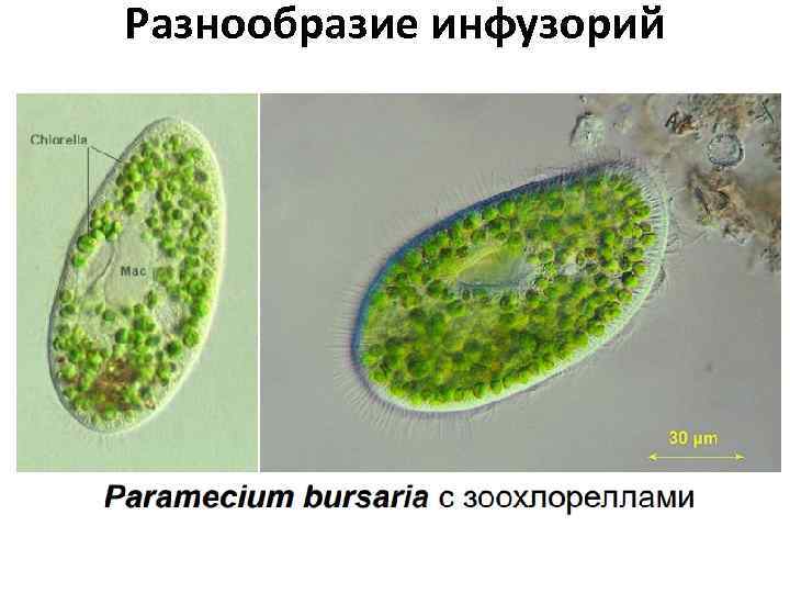 Разнообразие инфузорий 