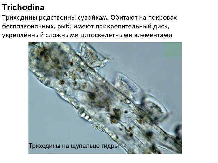 Trichodina Триходины родственны сувойкам. Обитают на покровах беспозвоночных, рыб; имеют прикрепительный диск, укреплённый сложными