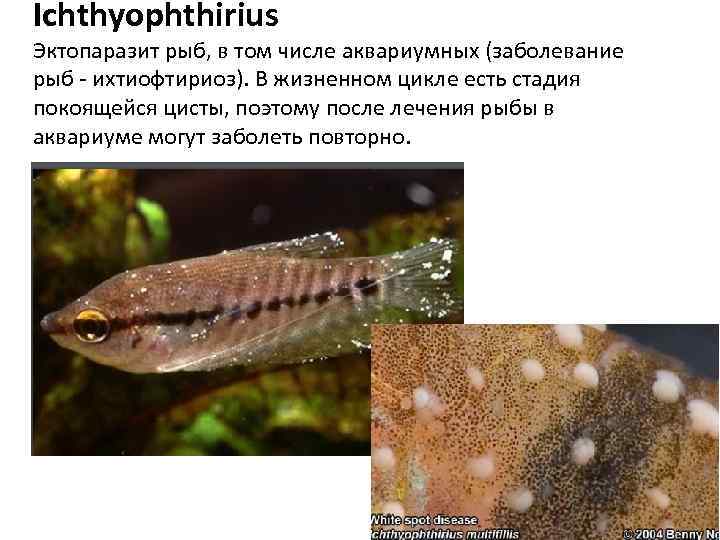 Ichthyophthirius Эктопаразит рыб, в том числе аквариумных (заболевание рыб - ихтиофтириоз). В жизненном цикле