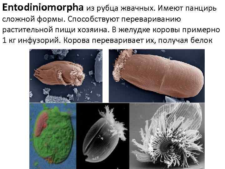 Entodiniomorpha из рубца жвачных. Имеют панцирь сложной формы. Способствуют перевариванию растительной пищи хозяина. В