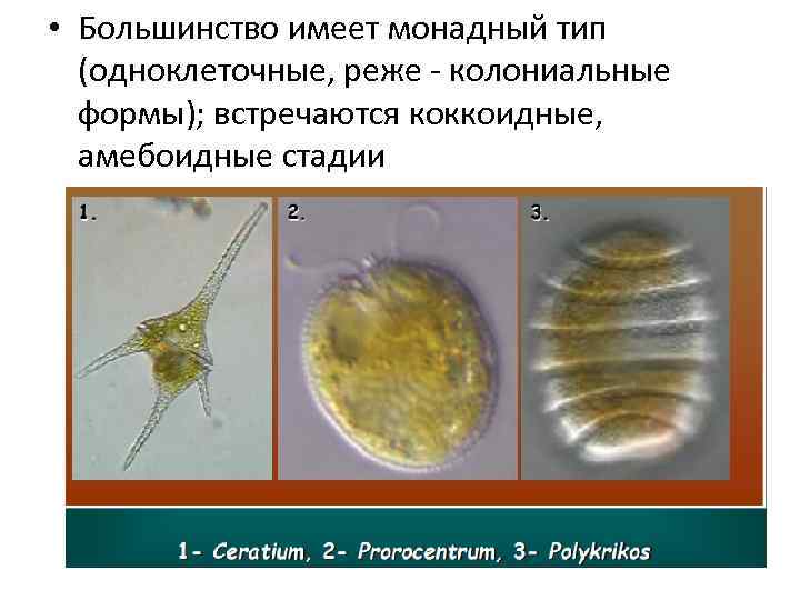  • Большинство имеет монадный тип (одноклеточные, реже - колониальные формы); встречаются коккоидные, амебоидные