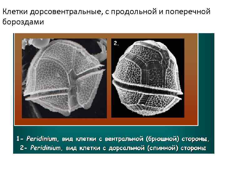 Клетки дорсовентральные, с продольной и поперечной бороздами 