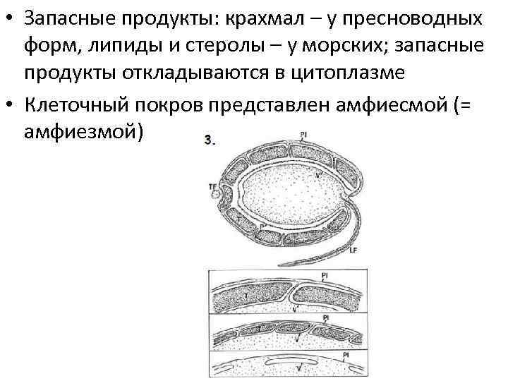  • Запасные продукты: крахмал – у пресноводных форм, липиды и стеролы – у