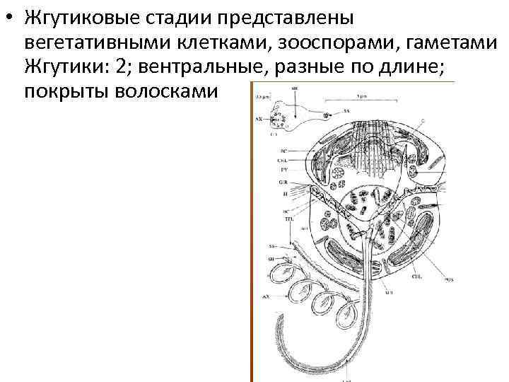  • Жгутиковые стадии представлены вегетативными клетками, зооспорами, гаметами Жгутики: 2; вентральные, разные по