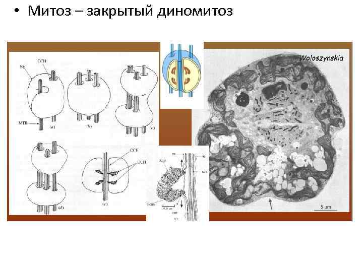  • Митоз – закрытый диномитоз 