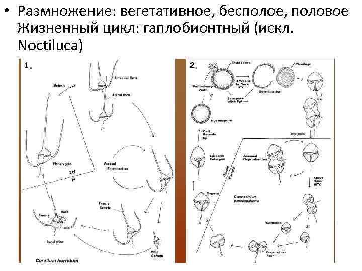  • Размножение: вегетативное, бесполое, половое Жизненный цикл: гаплобионтный (искл. Noctiluca) 