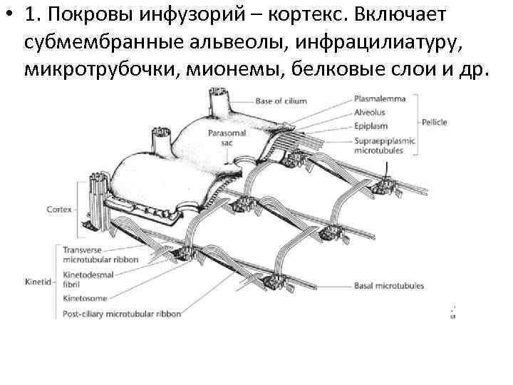  • 1. Покровы инфузорий – кортекс. Включает субмембранные альвеолы, инфрацилиатуру, микротрубочки, мионемы, белковые