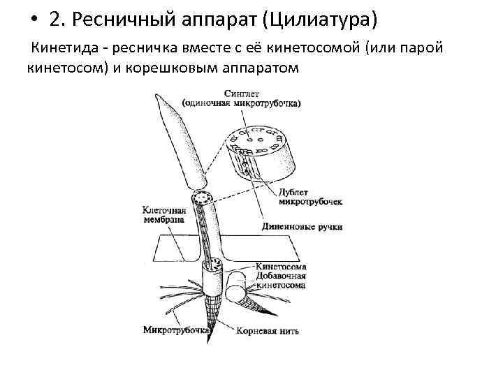  • 2. Ресничный аппарат (Цилиатура) Кинетида - ресничка вместе с её кинетосомой (или